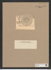 Hyalodiscus levis var. dojensis Pant. (de-Toni-Nr.: Genus 219, Species 5496) Zeichnungen Sammlung Grunow Nr. 9441 (NHMW-BOT-W0379297)